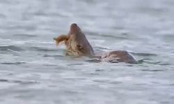 Su samuru avını yerken görüntülendi