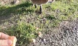 Tarihi Alan’da insanlara alışan tilki bölgenin maskotu oldu