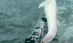 Tekirdağ açıklarında tekneye yunus eşliği