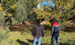 Tekirdağ’da ceviz bahçesinde hastalık ve zararlı kontrolü yapıldı
