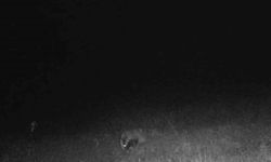 Tekirdağ’da porsuk ve kaya sansarı görüntülendi