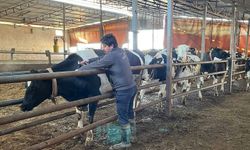 Tekirdağ'da şap aşısı çalışmaları aralıksız sürüyor