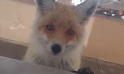 Tilki, bakımevini ziyaret etti