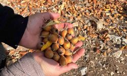 Toros Dağları’nda gizemli hayırseverin 30 yıl önce aşıladığı meyveler bölge halkına gelir oldu