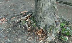 Trabzon Büyükşehir Belediyesi’nden "yeşil dokuya zarar" iddialarına yanıt