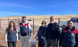 Tunceli’nin 4 ilçesinde sarımsak ekimi yapıldı