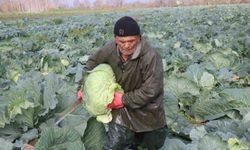 Turşuların başrol oyuncusu lahananın hasadına devam ediliyor