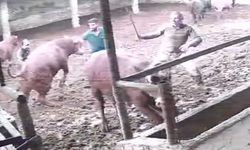Üzerine zıplayan boğanın darbesiyle yere serildi: O anlar kamerada