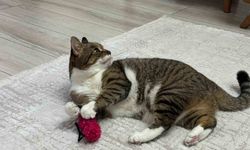 Uzmandan evcil hayvanlarda aşı uyarısı