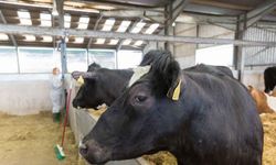 Uzmanlar şap hastalığına karşı alınması gereken önlemleri anlattı