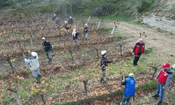 Üzüm bağlarında doğru budama için yerinde eğitim