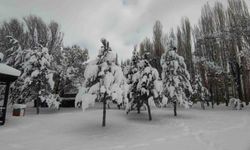 Van'da karla gelen güzellik: Ağaçlar kartpostallık manzaralar oluşturdu