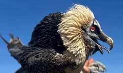 Van’da tedavi edilen yırtıcı kuşlar doğal yaşam alanına salınıyor