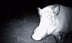 Yaban domuzunun fotokapanla savaşı: Söküp parçalamaya çalıştı