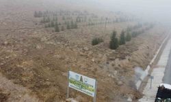 Yahyalı’ya bin 200 fidan dikildi