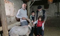 Yaralı halde bulunan dağ keçisi tedavisinin ardından doğaya salındı