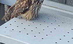 Yaralı halde bulunan kulaklı orman baykuşu koruma altına alındı