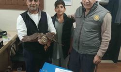 Yaralı şahin tedavi altına alındı