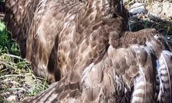 Yaralı şahin tedaviye alındı