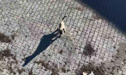 Yavru kangalın dronla imtihanı