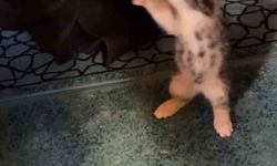 Yavru kedi camide vaaz sırasında cemaatle ve tespihle oynadı