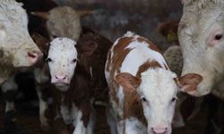 Yıl bitmeden gelen çifte mutluluk: Üreticinin ikiz buzağı sevinci