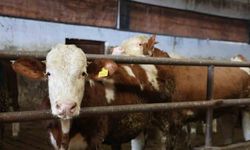 Yüzde 60 hibe aldığı destekle 300 hayvanlık çiftlik kurdu