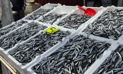 Zonguldak’ta hamsi 150 liradan alıcı buldu