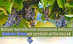 Kanser hücrelerinin oluşumunu önleyen kokulu üzümün üretimi arttırılacak