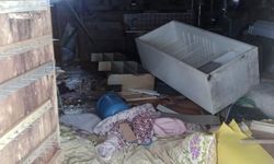 Ayılar kış uykusu nedir bilmiyor, yayla evlerine saldırıları sürüyor