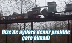 Rize’de ayılara demir profilli tezgah da çare olmadı
