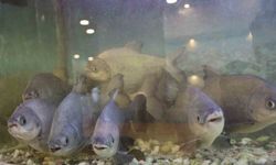 8 adet pirana balığı 12 yıldır kelle paçayla besleniyor