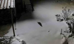 Aç kalan kaya sansarı evlerin dibine kadar indi