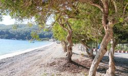 Akbük'te devrilen ağaç yerine dikildi