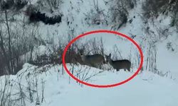 Akdağ'da karacalar görüntülendi