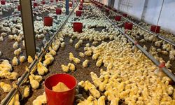 Alaplı'da kümes yangını korkuttu