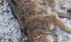 Aracın çarptığı kurt telef oldu