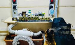 Artvin'de uyuşturucu madde ve yetiştirme düzeneği ele geçirildi