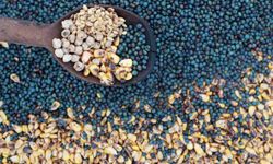 Asırlardır yaşatılan lezzet: Kavut unu sofralardan kültüre uzanan bir miras