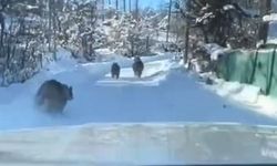 Ayı ve yavruları güpegündüz köy yolunda görüntülendi