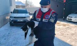 Bacağı kopmak üzere olan kedi HAYDİ ekiplerince kurtarıldı