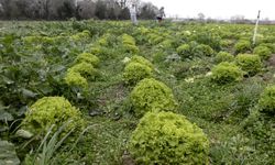 Bafra Ovası'nda 570 dekar alanda marul üretimi