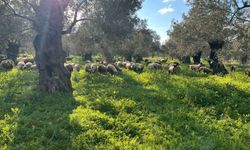 Balıkesir'de zeytinliklerde koyun otlatan çobana ceza