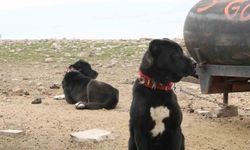 Başkentin siyah bekçileri: Haymana Karası