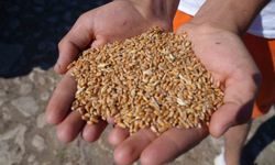 Bayburt'ta 2 bin 570 işletmeye 67 bin 294 çuval yem desteği verilecek