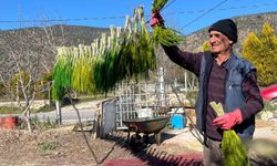 Bayındır nergis kokacak: Nergis ve Kuru Çiçek Festivali başlıyor