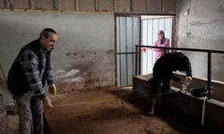 Bilecik'te büyükbaş hayvancılık işletmelerinde kapasite kontrolleri