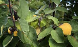 Bir yılda zirai dondan etkilenen üreticilere 54 milyon TL destek yapıldı