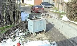 Bolu'da ezilen köpeğin röntgeninden 400 saçma çıktı: