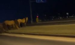 Bolu'da yılkı atları D-100'e indi: Orta refüjde otladılar